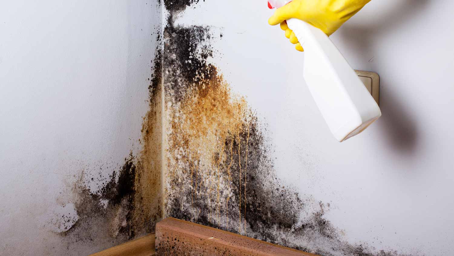 Mold Remediation & Mold Removal in Wilmington and beyond.
